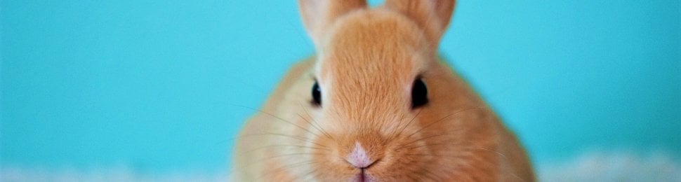 brown rabbit on fuzzy blanket