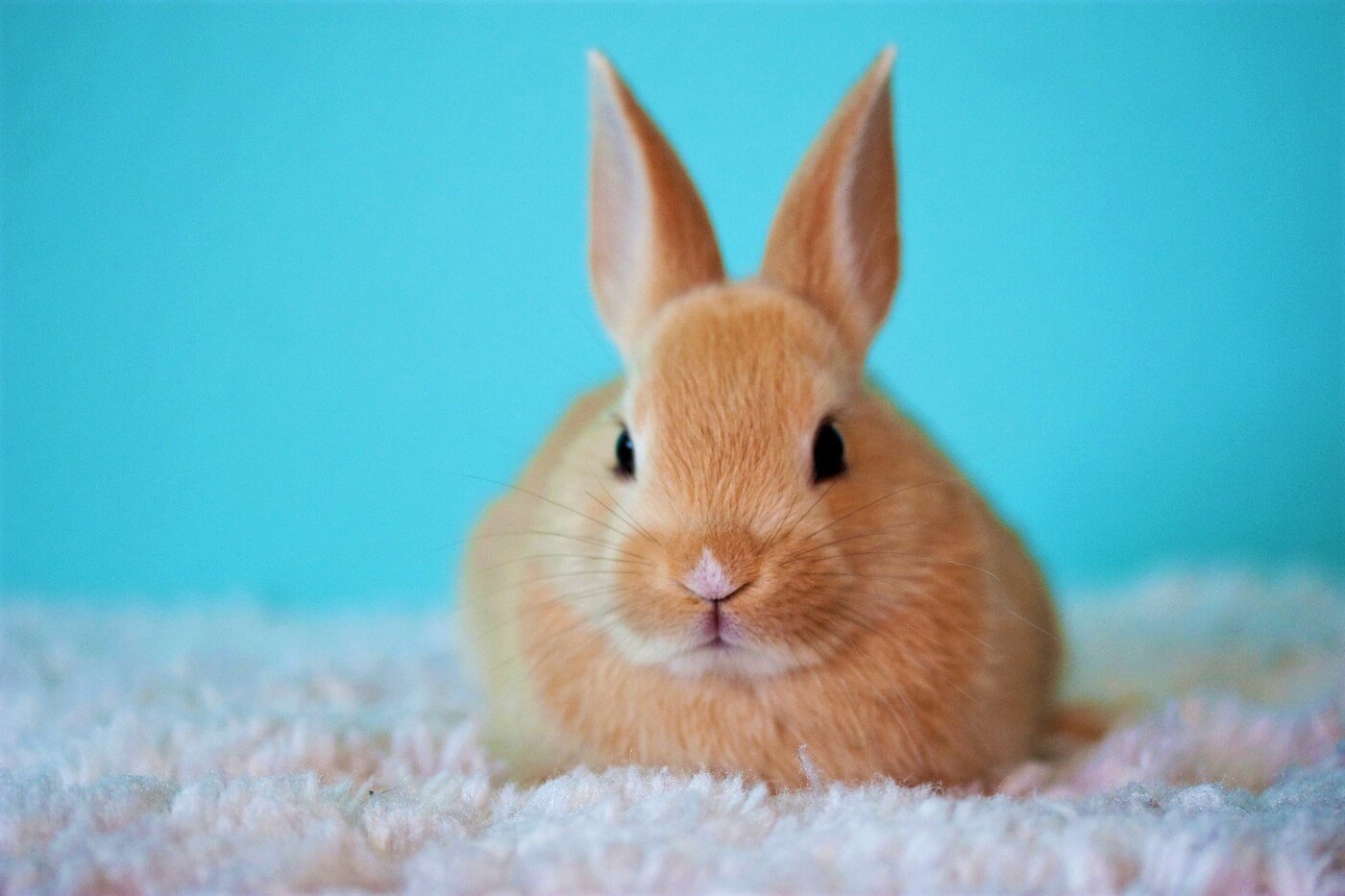 11 Funny Rabbit Videos That Will Brighten Your Day | PETA