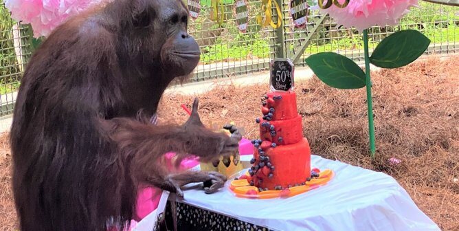 Happy Birthday, Popi! Rescued Orangutan Turns 50