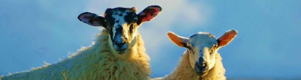 Fluffy sheep in field