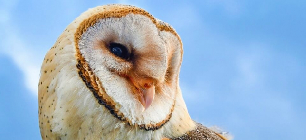 Asher Smith PETA lawsuit owls have rights