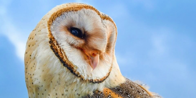 Asher Smith PETA lawsuit owls have rights