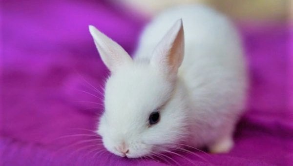 White rabbit on purple blanket