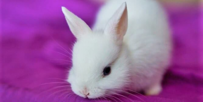 PETA’s Research Modernization Deal Kicks Animal Tests to the Curb