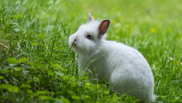 URGENT: Speak Out Against Psychotic ‘Bunny Chase’ in Paradise, Utah!