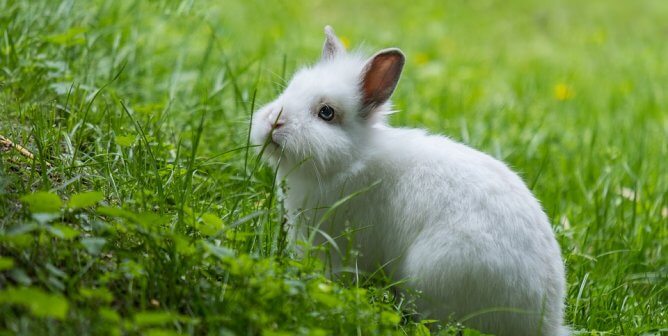 White rabbit on green hill