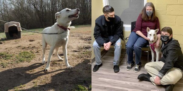 Snowball, before and after PETA's field team stepped in