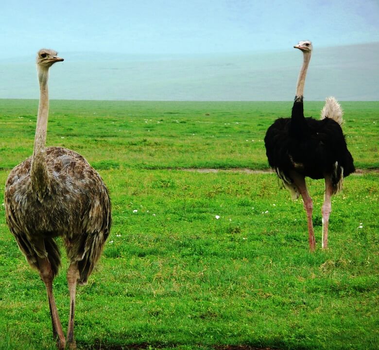 Two ostrich in field in Africa