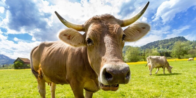 Happy cow in beautiful field with no ear tags