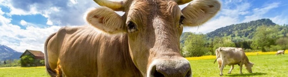 Happy cow in beautiful field with no ear tags