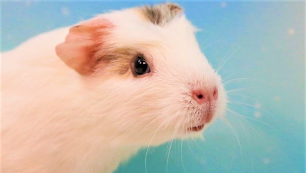 White guinea pig with blue dreamy background
