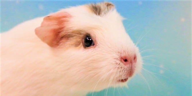 White guinea pig with blue dreamy background
