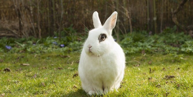 Victory: Department of Transportation Ends Animal Testing Requirement!