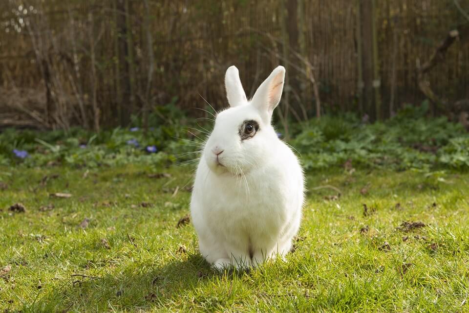 White rabbit in grass in front of woods
