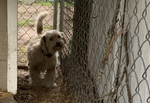 Pre-rescue Winnie peers out of her pen