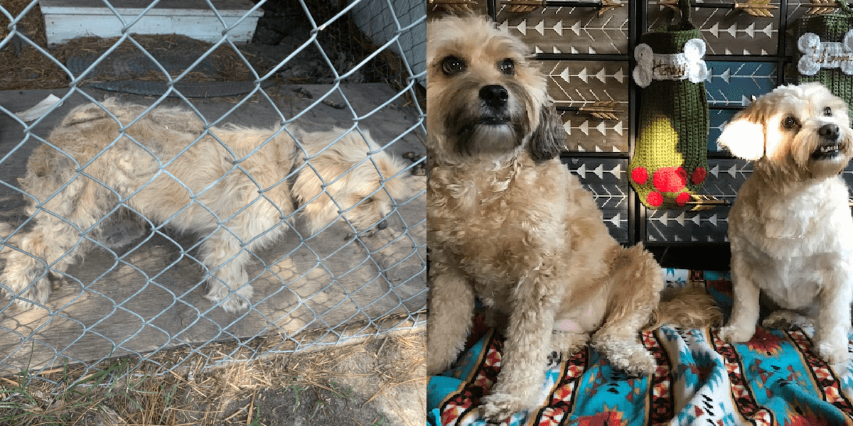 Severely Matted Dog Does Cutest Happy Dance After Haircut PETA