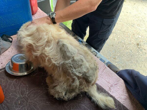 Rescued dog Winnie's matted hair before grooming
