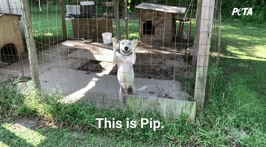Meet Pip