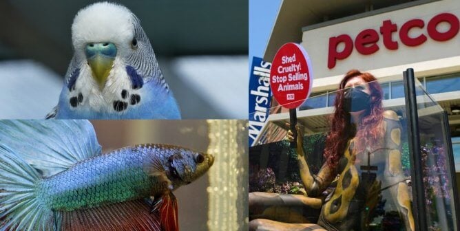 Animals suffer at Petco