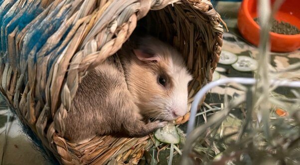 Kacon curled up in tunnel