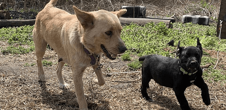 A Clean Slate: Joy and Rocky Get the Chance to Find Loving Homes