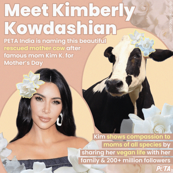 Kim Kardashian and rescued cow named in her honor