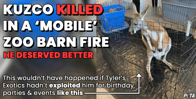Negligence, Abuse, and … Fatal Fires? For Animals, Roadside Zoos Really Are Hell on Earth