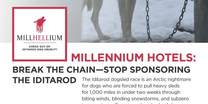 (VICTORY!) Millennium Hotels: Break The Chain — Stop Sponsoring The Iditarod