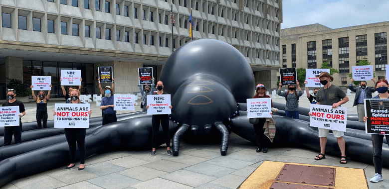 Massive ‘Spider’ Protests NIH Laboratory