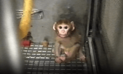PETA Shows Public What University of Washington Won’t: Baby Monkeys