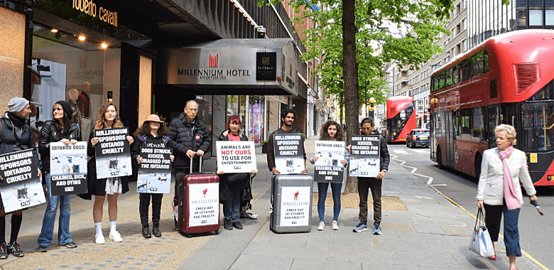 Millennium Hotel Faces PETA U.K. Protest Over Iditarod Ties