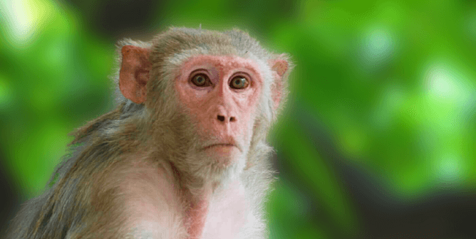 Rhesus Macaque green background
