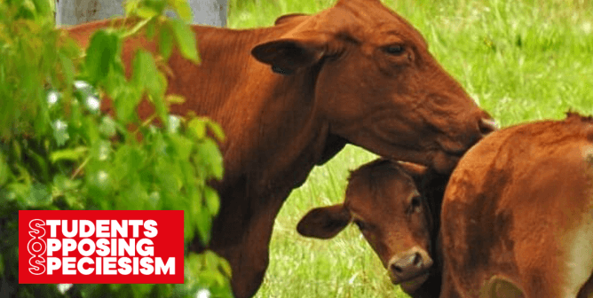 Students Unite to Demand That Starbucks Remove Vegan Milk Surcharge