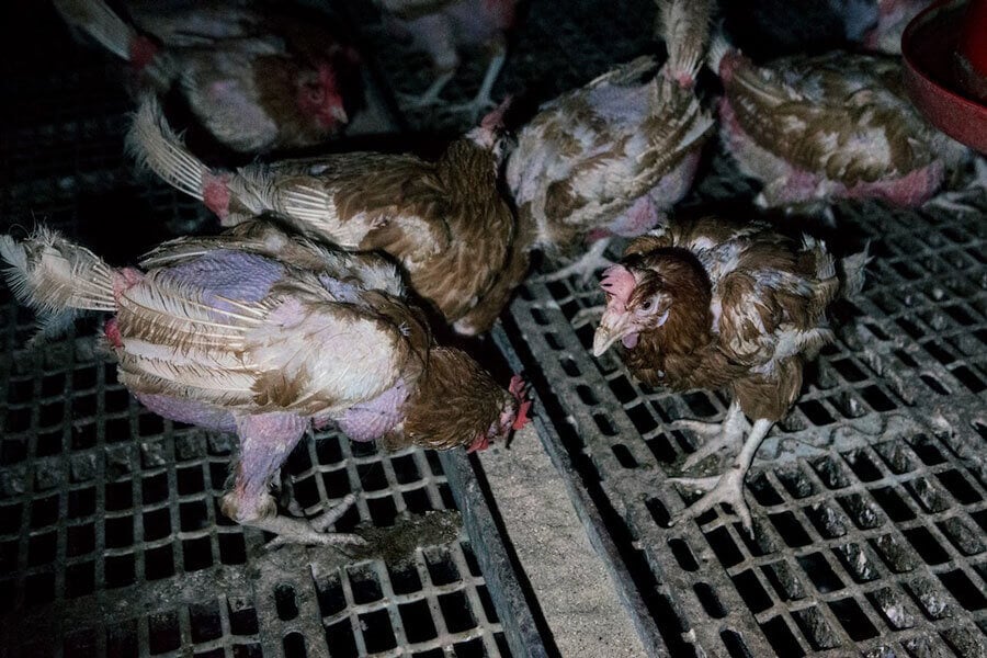 photo of chickens on factory farm
