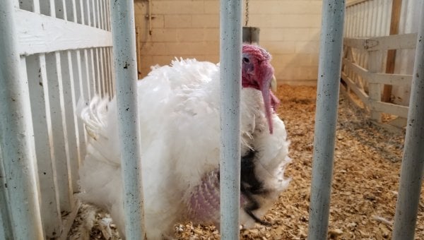 Urge Virginia Tech to Release Ailing Turkeys to a Sanctuary!