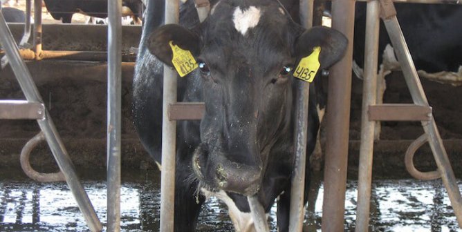 photo of cow on factory farm