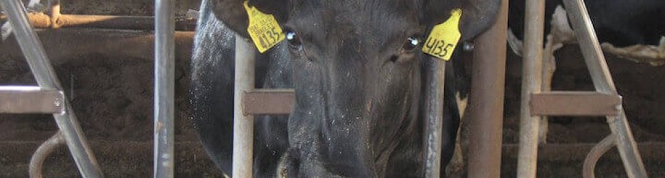 photo of cow on factory farm
