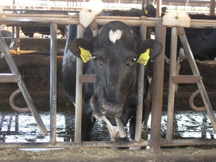 photo of cow on factory farm