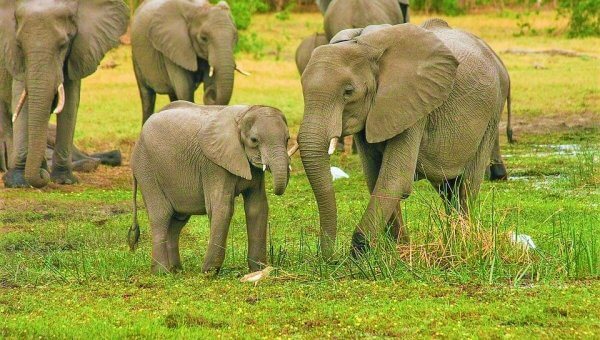 Add Your Voice to Support Major Protections for African Elephants!