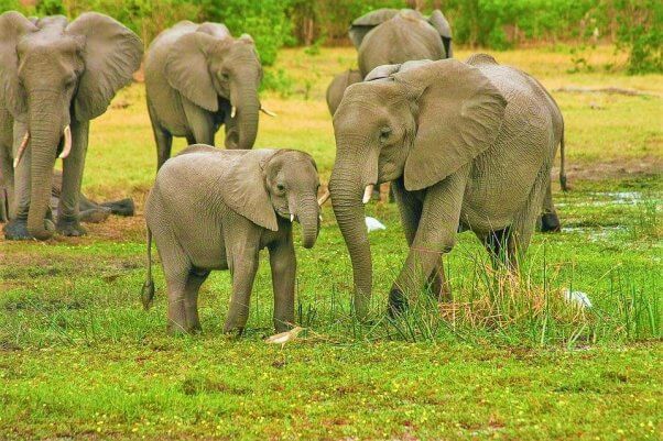 Mother and baby elephant in front of herd