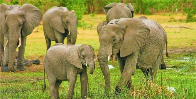 Add Your Voice to Support Major Protections for African Elephants!