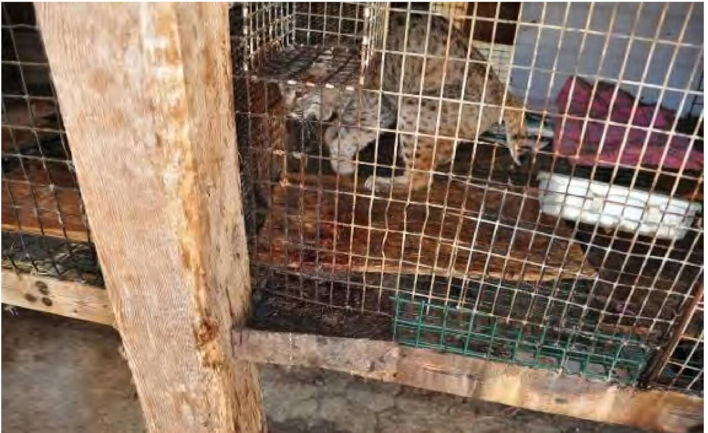 captive canada lynx in cage