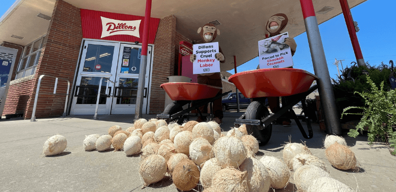 ‘Primates’ Dump Giant Pile of Coconuts at Dillons