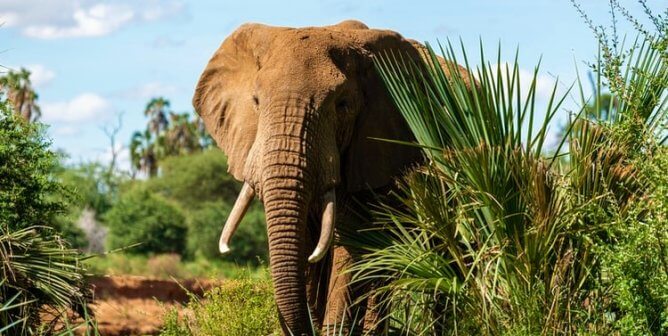 NRA Chief Shoots, Struggles to Kill Elephant—Take Action!