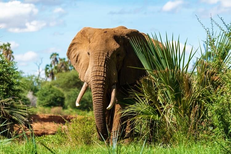 Elephant in natural habitat