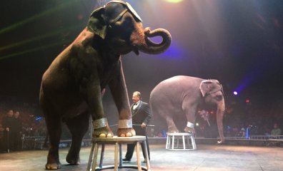 Champagne Corks Pop at PETA as Colorado Becomes Latest to Ban Animal Circus Acts