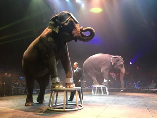 animals in circuses