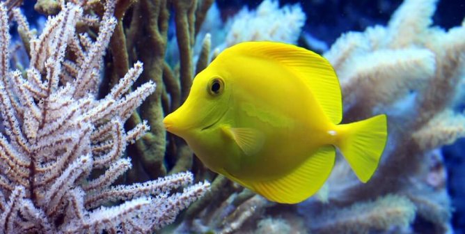‘The Little Mermaid’ Returns—How YOU Can Help Real Animals Like Flounder, Sebastian, and Scuttle