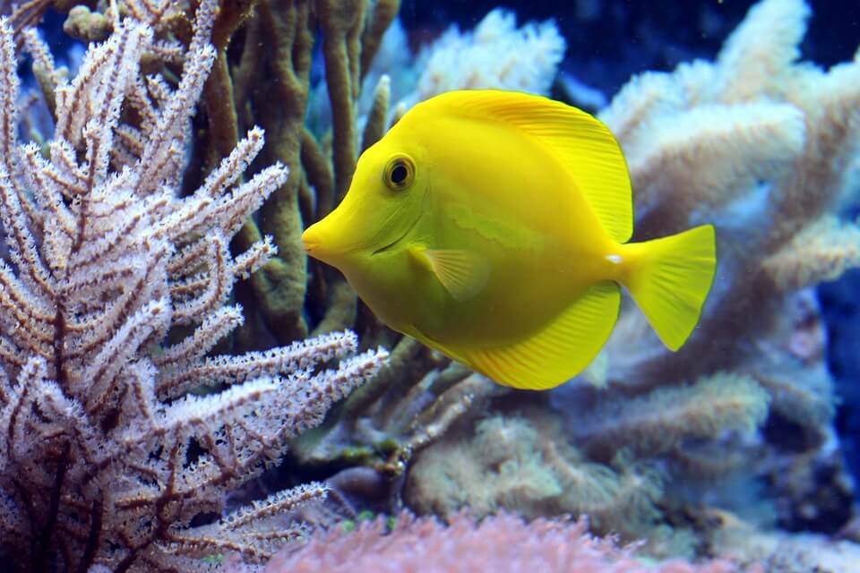 fish coral Help Real Animals Like Those Featured in ‘The Little Mermaid’