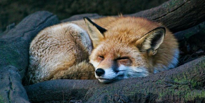 Did You Hear the News? This Fashion House Will Be Fur-Free by 2022!